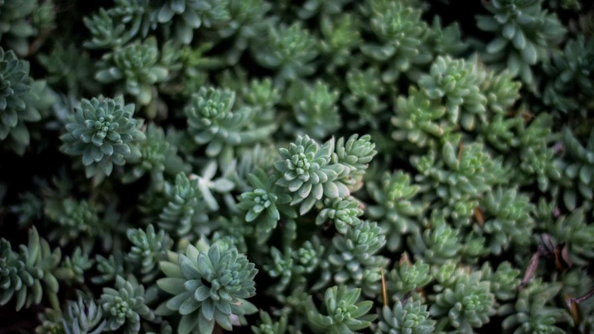 Craft Beer Flight Berlin