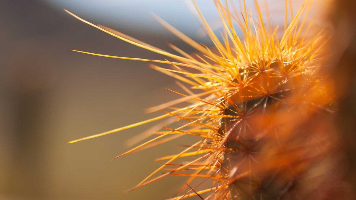 Electronic Sunset Chemnitz