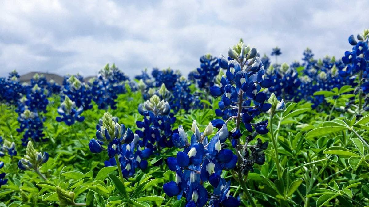 Stadtkultur Walk Hamburg