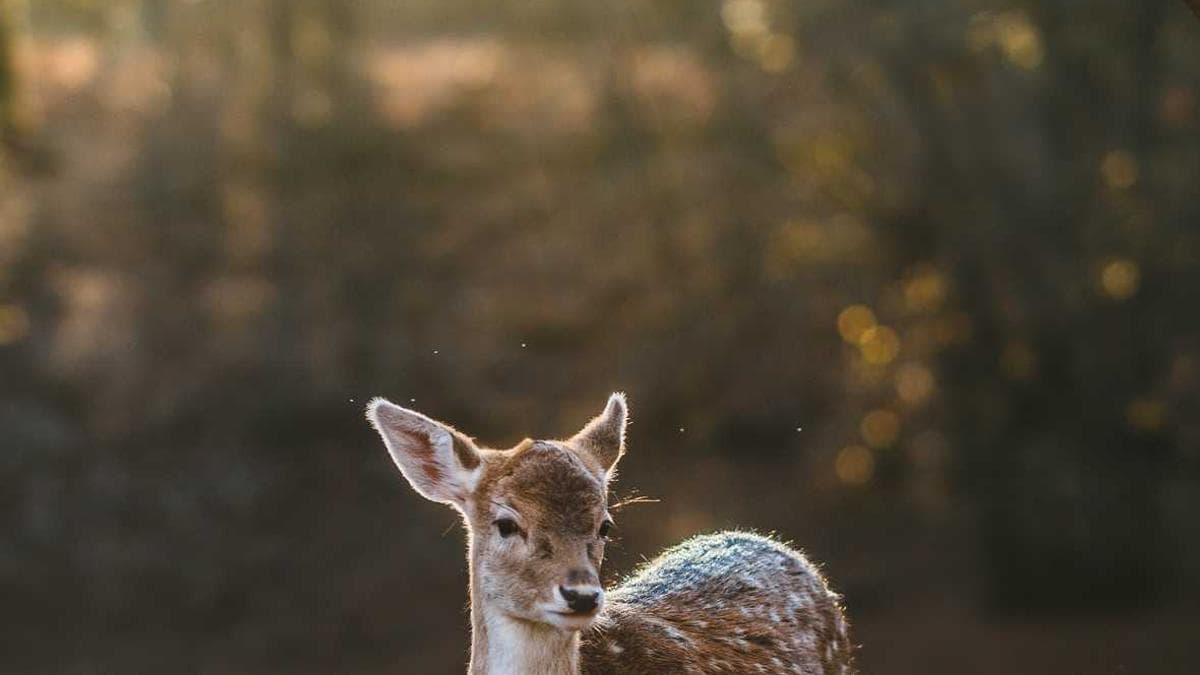 Language Tandem Night Nürnberg