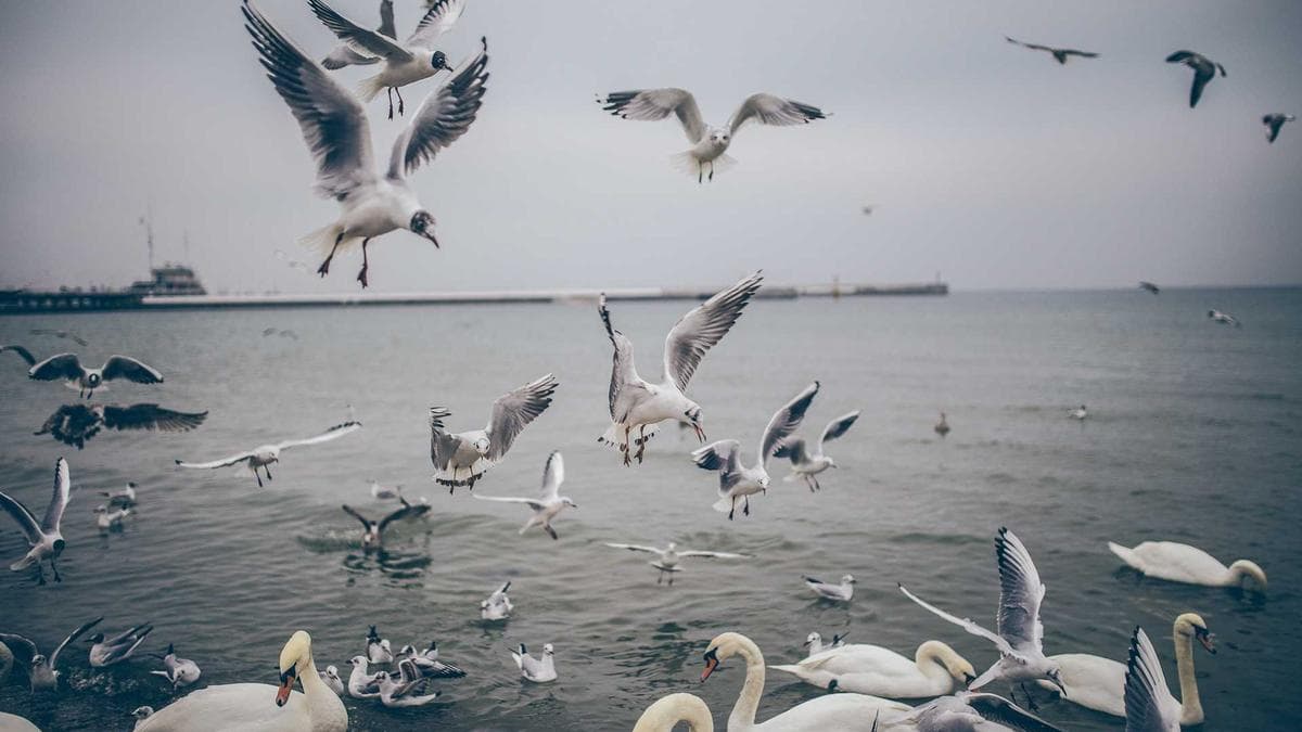 International Campus Meet Oldenburg