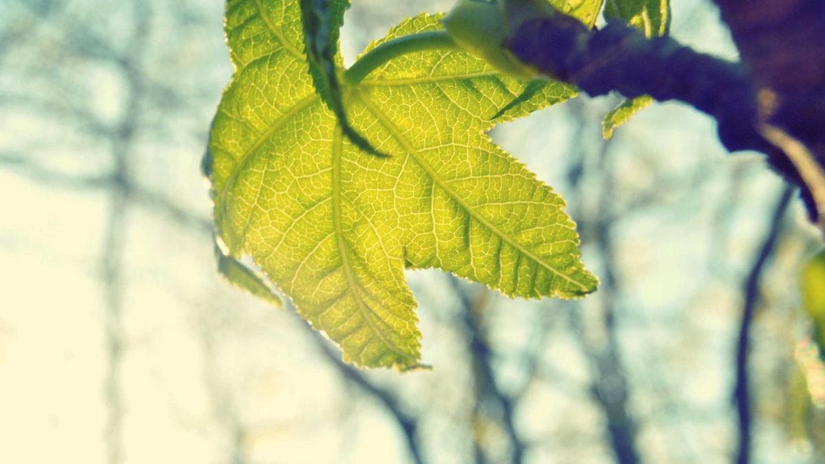 Beach Volleyball Cup Saarbrücken